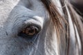 Close up of light gray horseÃ¢â¬â¢s face, big eye Royalty Free Stock Photo